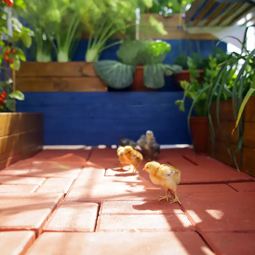 Växthus Canopia by Palram Mythos 2,3 m² Silver