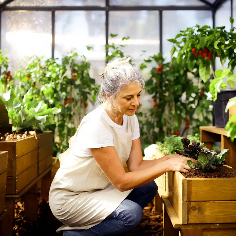 Växthus Canopia by Palram Glory Aluminiumram med UV-Skyddad Polykarbonat & Automatisk Ventilationsöppnare, 6,2 m²