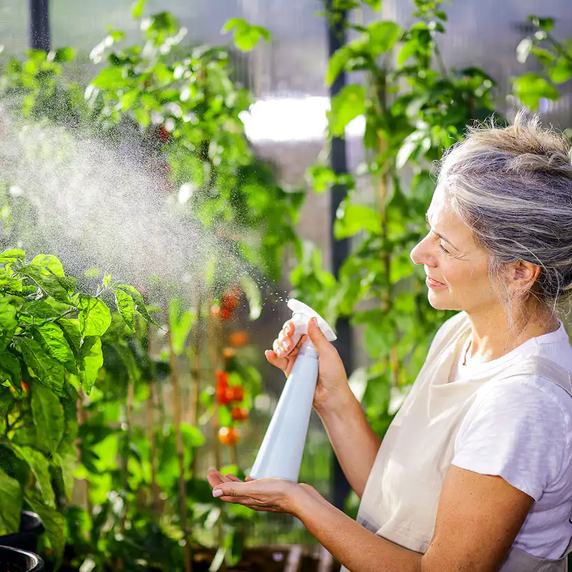 Växthus Canopia by Palram Glory 9,2 m² Mörkgrå