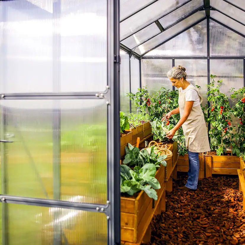 Växthus Canopia by Palram Glory 12,2 m² Mörkgrå