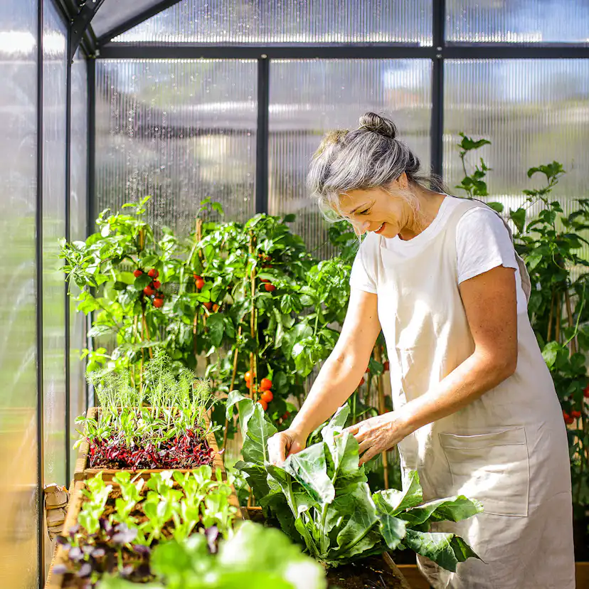 Växthus Canopia by Palram Glory 12,2 m² Mörkgrå