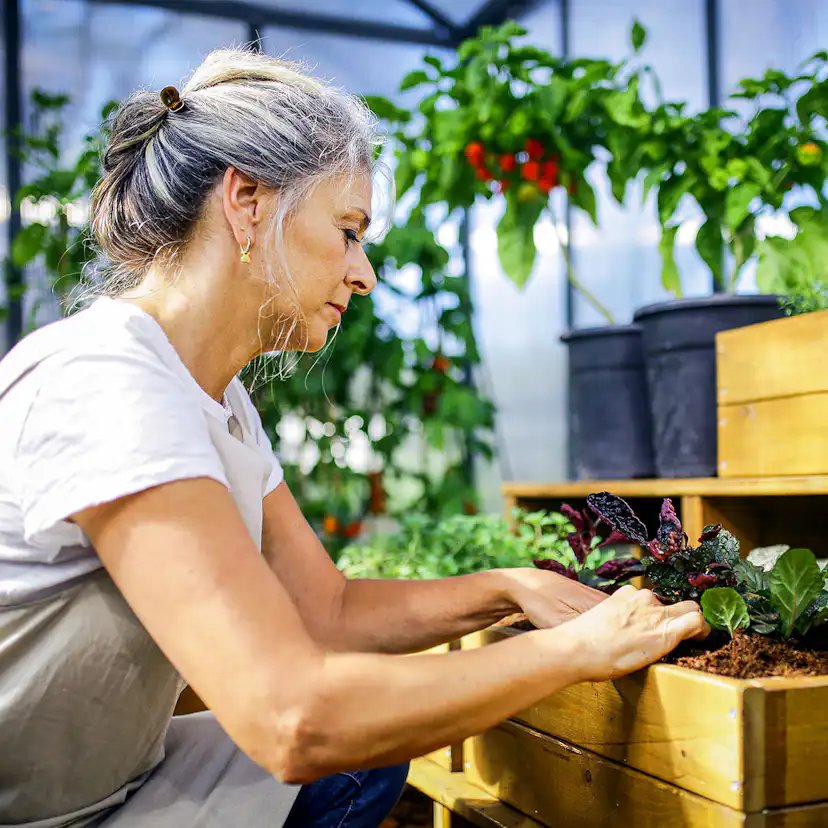 Växthus Canopia by Palram Glory 15,3 m² Mörkgrå