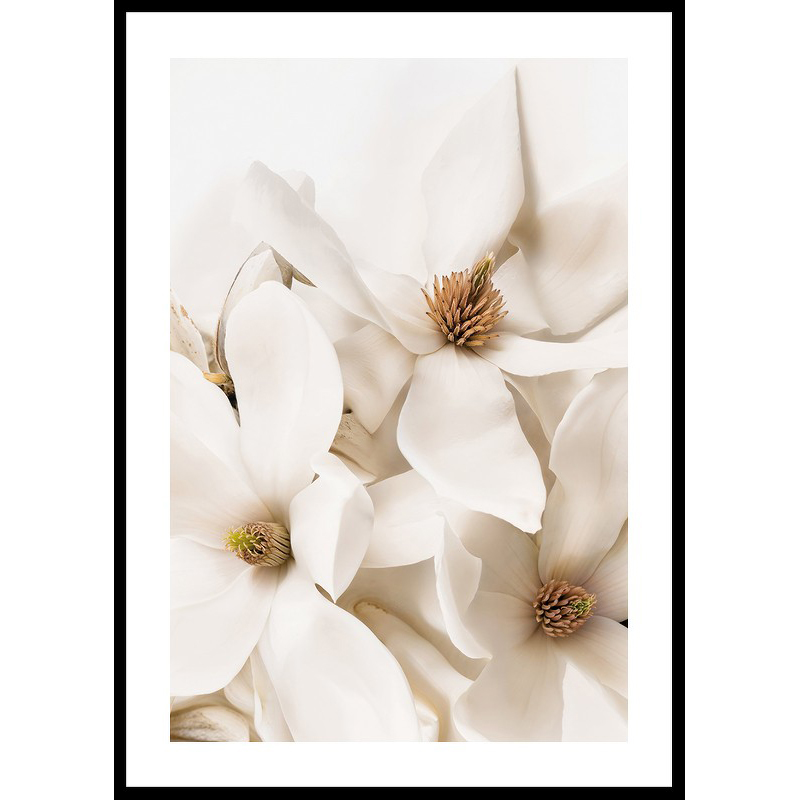 Poster Gallerix Magnolia Dream
