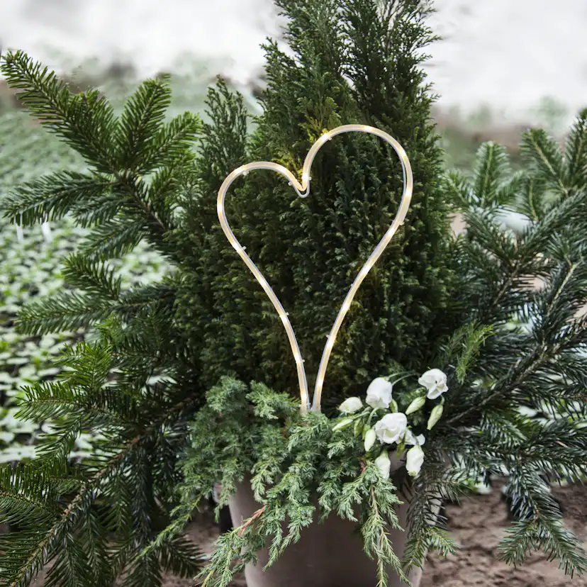 Dekoration Star Trading Hjärta LED