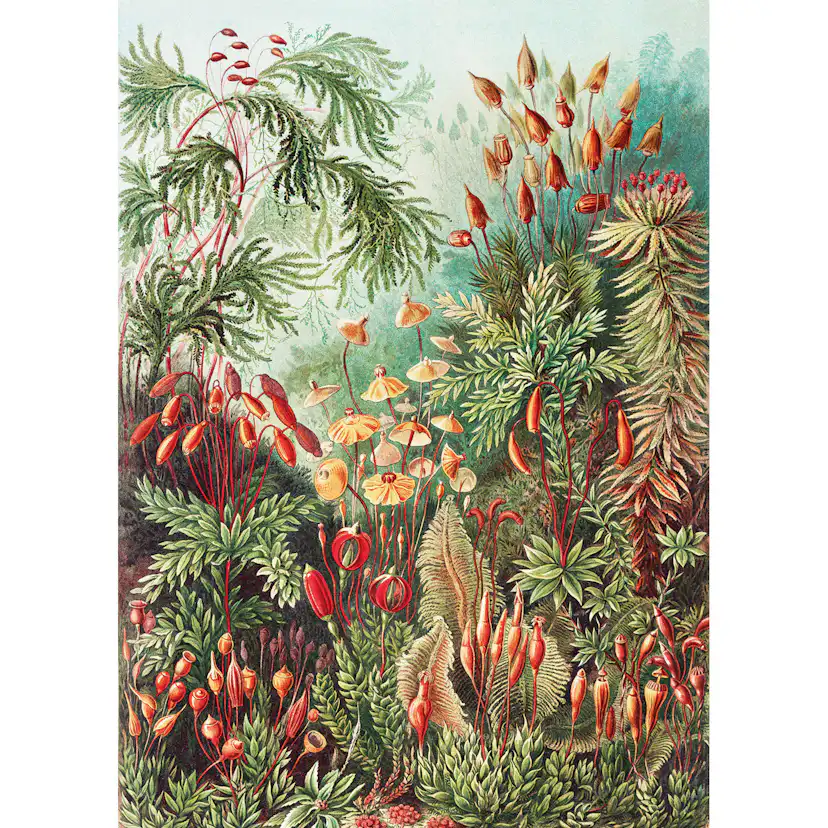 Hängande Affisch Art for the Home Forest 80x60