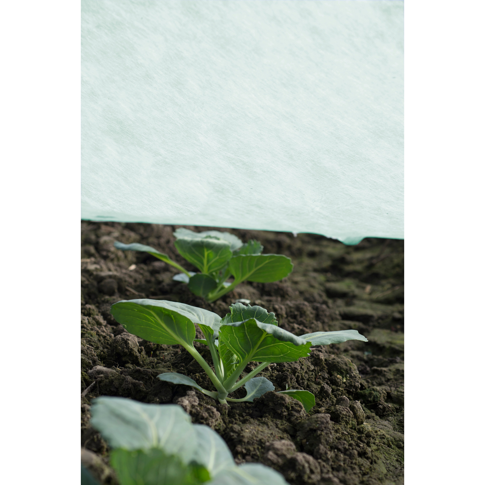 Fiberduk Jabo Agrimpex Agro-Marina 1,6x10 m Turkos