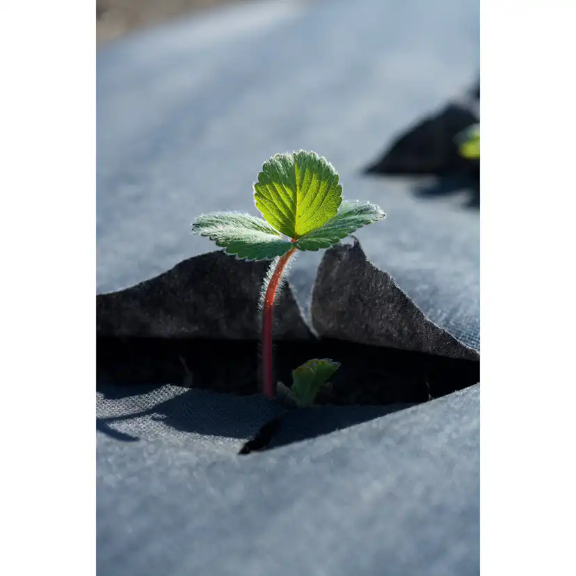 Jordgubbsduk Jabo Agrimpex med Förskurna Hål 1,2x10 m