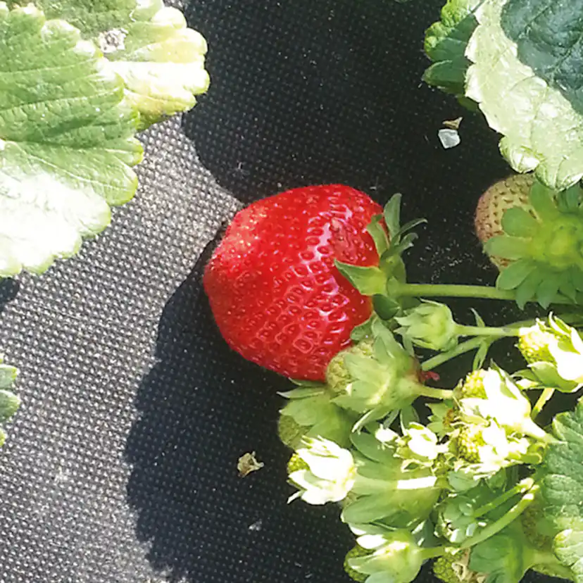 Jordgubbsduk Jabo Agrimpex med Förskurna Hål 1,2x10 m