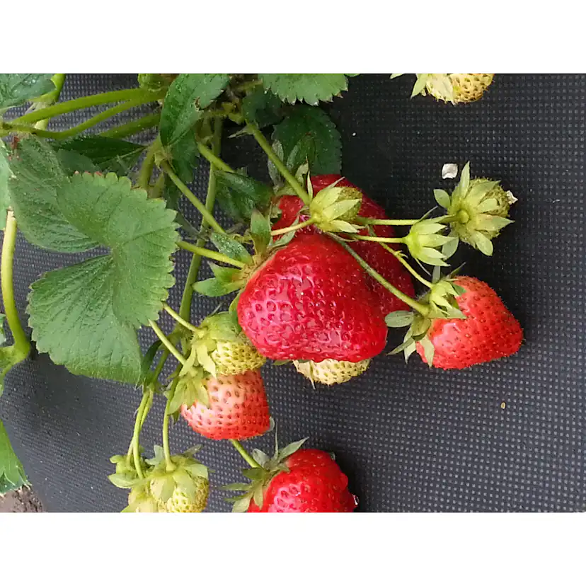 Jordgubbsduk Jabo Agrimpex med Förskurna Hål 1,2x10 m