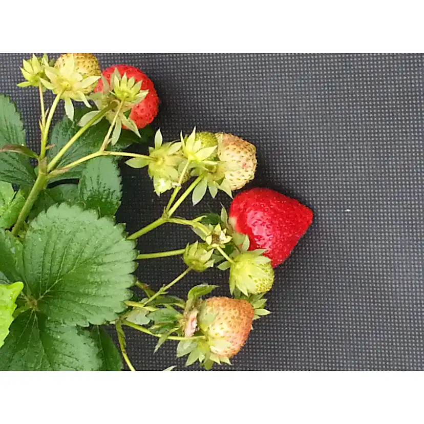 Jordgubbsduk Jabo Agrimpex med Förskurna Hål 1,2x10 m