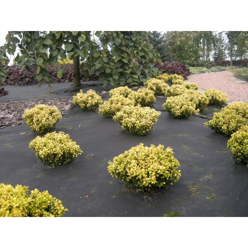 Barduk Jabo Agrimpex 1,6x10 m Svart