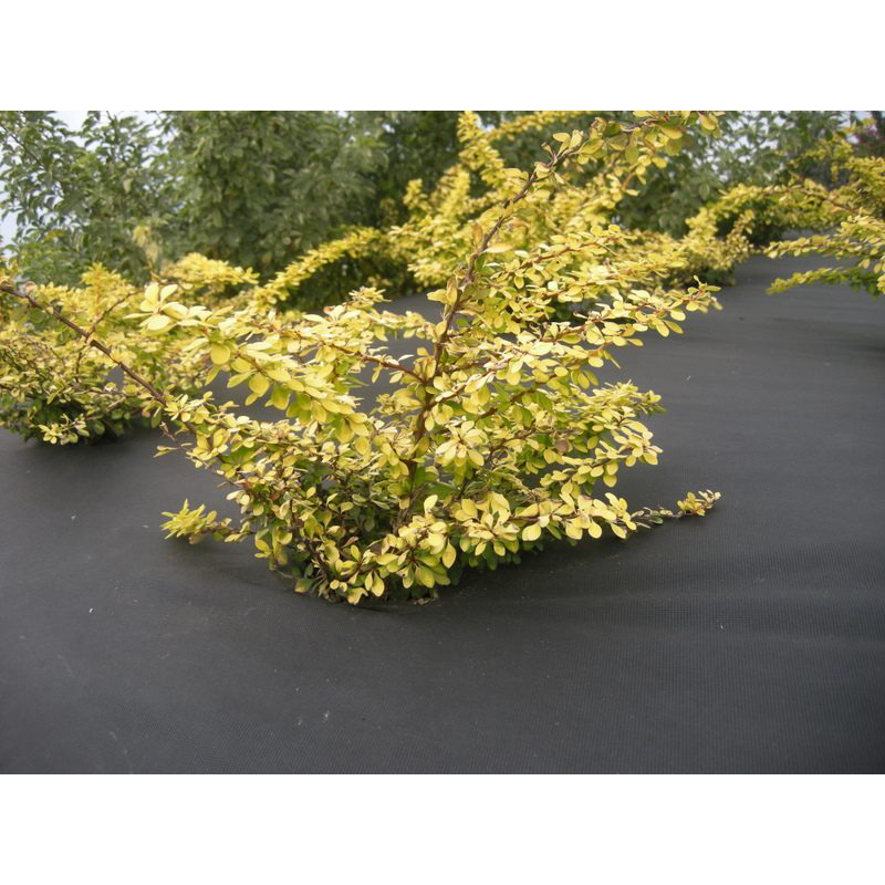 Barduk Jabo Agrimpex 1,6x10 m Svart