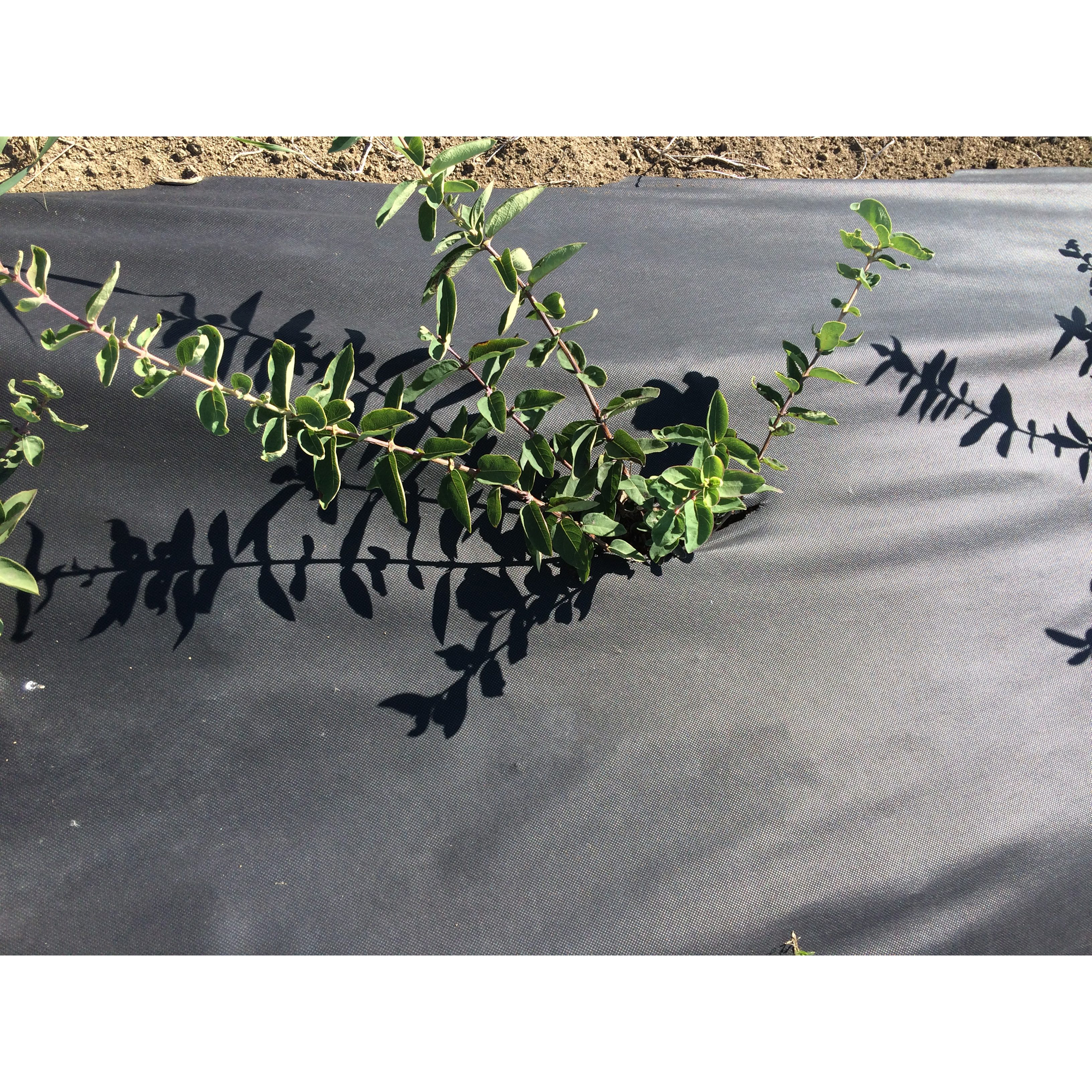 Barduk Jabo Agrimpex 1,6x10 m Svart