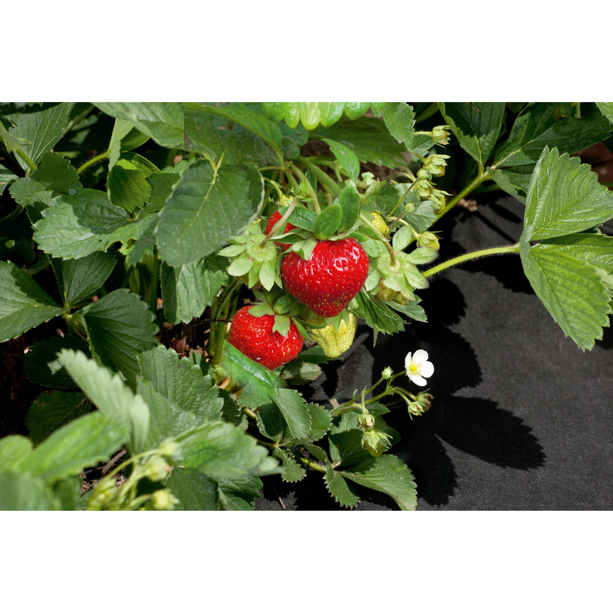 Barduk Jabo Agrimpex 1,6x10 m Svart