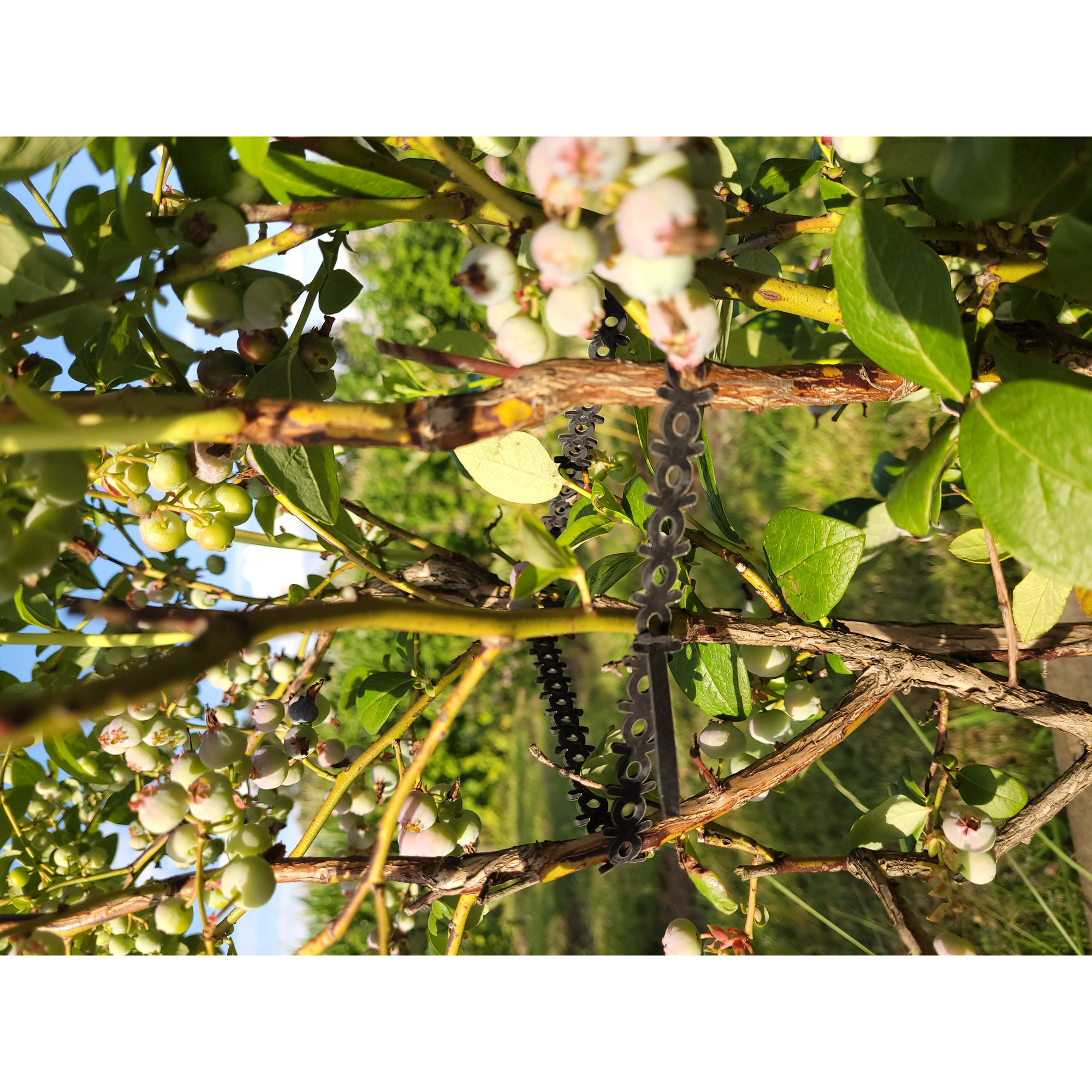 Buntband Jabo Agrimpex Svart 10-pack