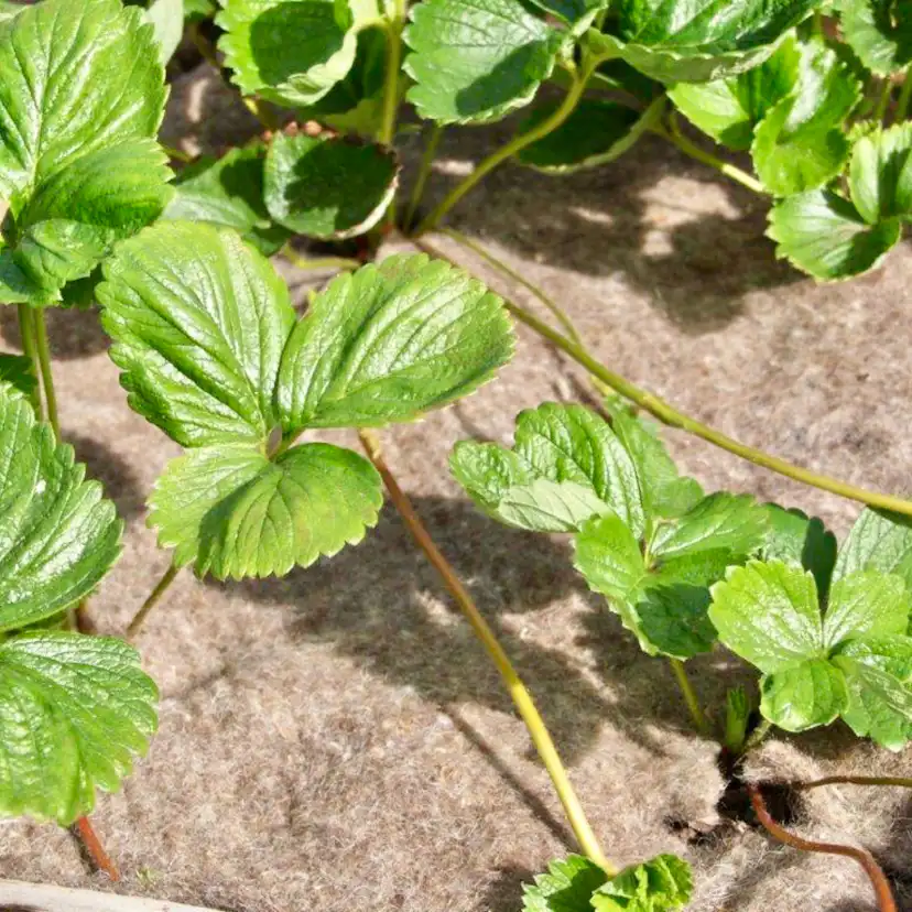 Fårullsmatta Jabo Agrimpex Växter