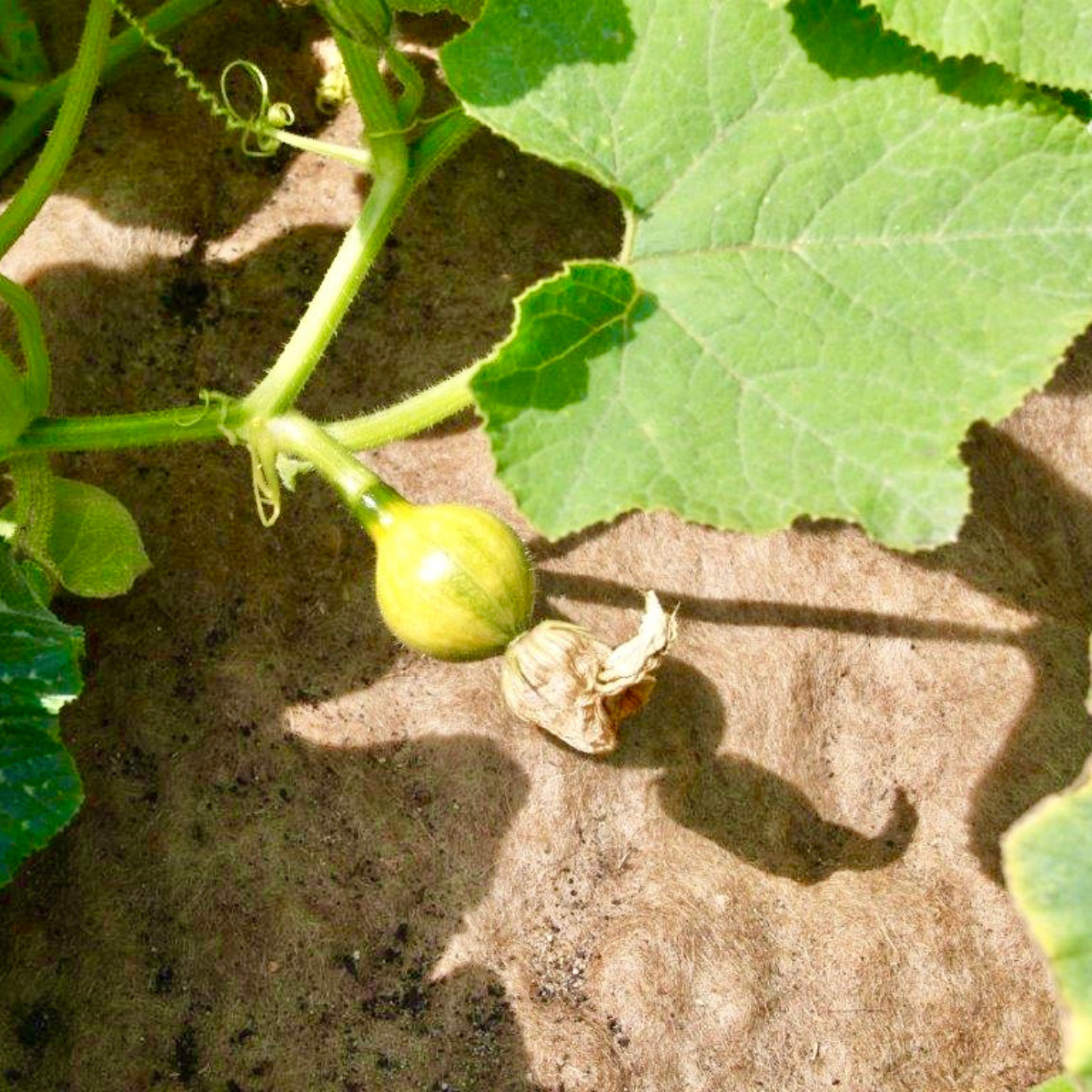 Fårullsmatta Jabo Agrimpex Växter