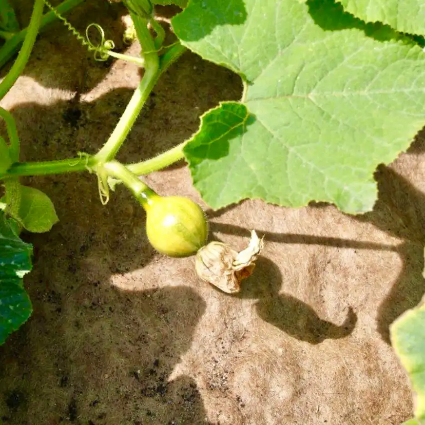 Fårullsmatta Jabo Agrimpex Växter