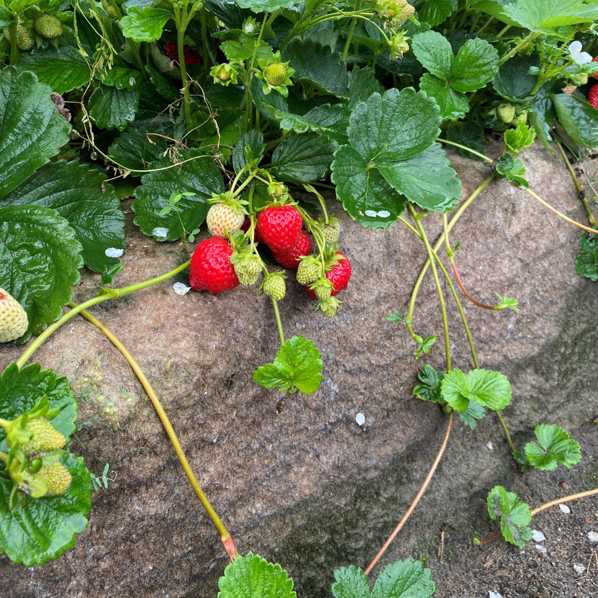 Fårullsmatta Jabo Agrimpex Växter