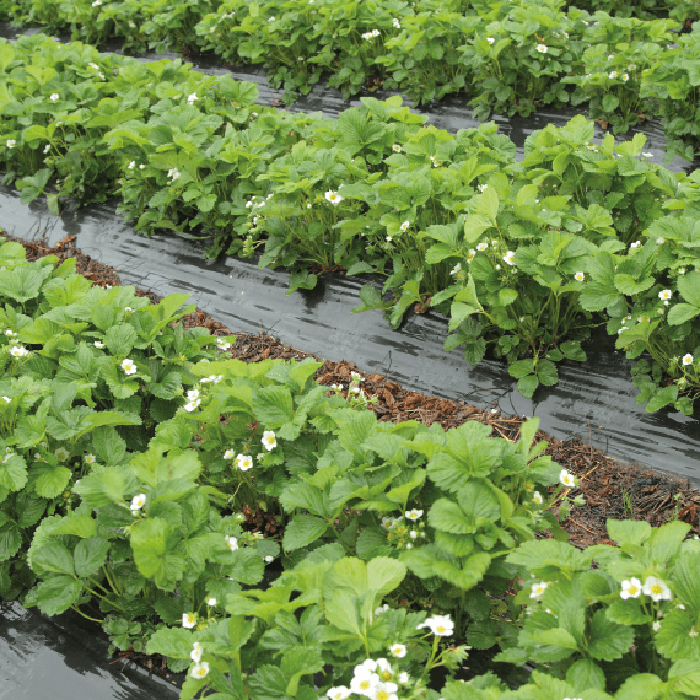 Täckfilm Jabo Agrimpex Biologiskt Nedbrytbar 1x10 m