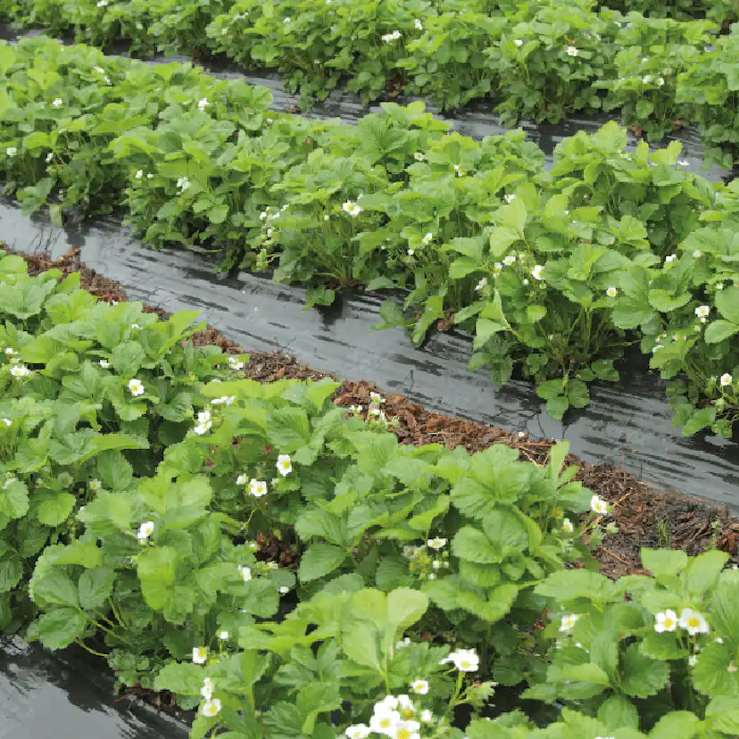 Täckfilm Jabo Agrimpex Biologiskt Nedbrytbar 1x10 m