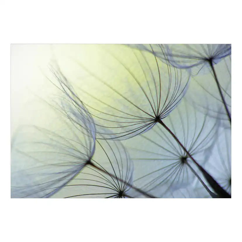 Fototapet Arkiio Självhäftande Natural Lightness