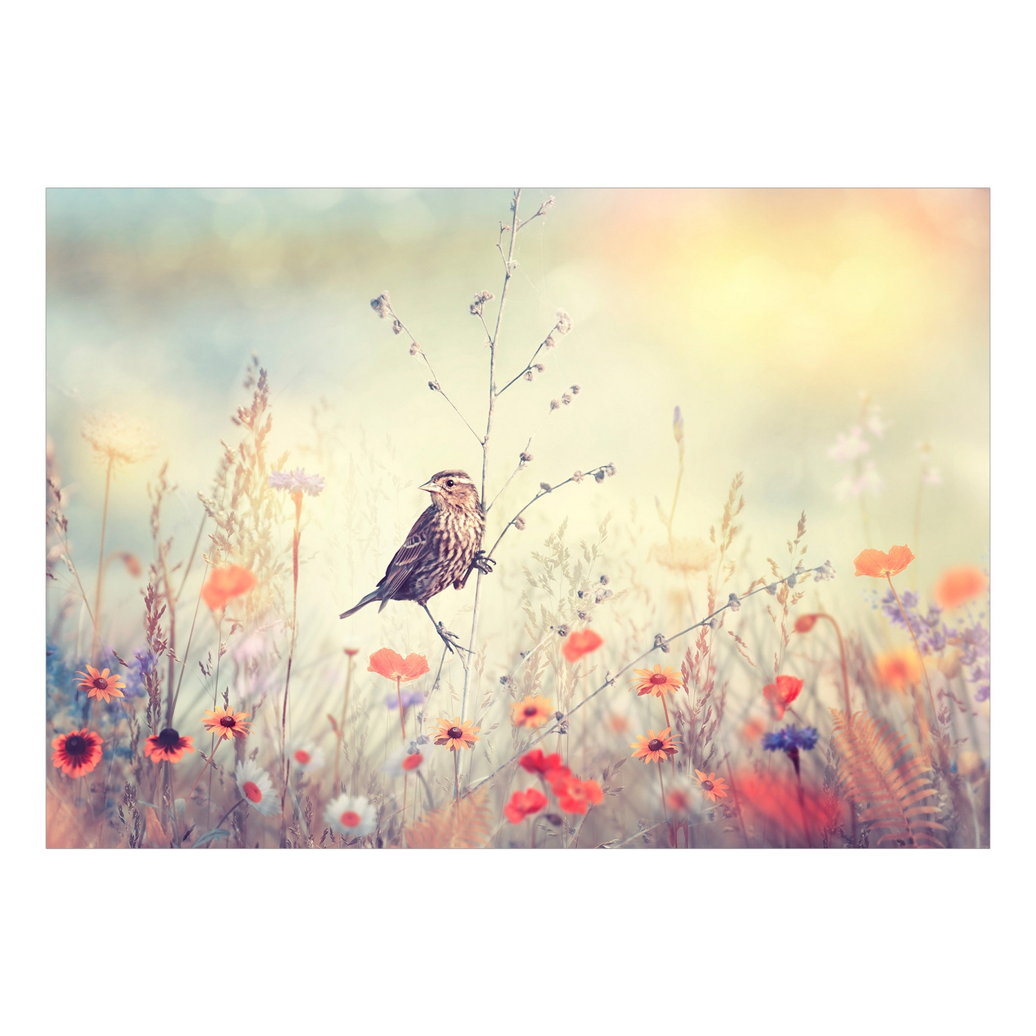 Fototapet Arkiio Självhäftande Field Bird