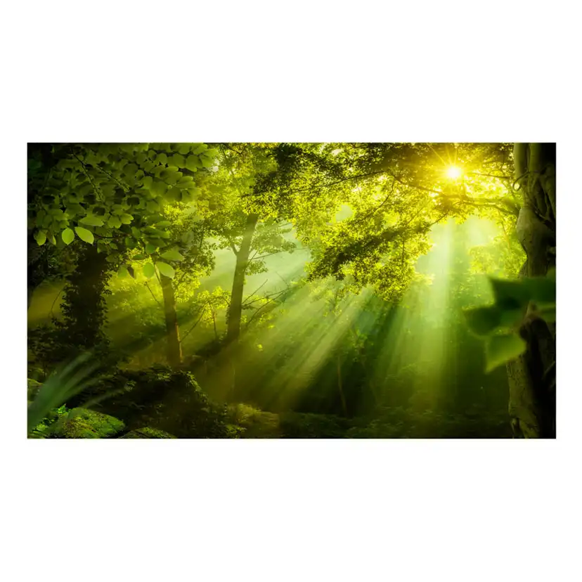 Fototapet Arkiio Självhäftande In A Secret Forest II 490x280