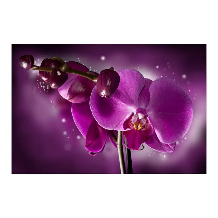 Fototapet Arkiio Fairy tale and orchid 450x270 cm