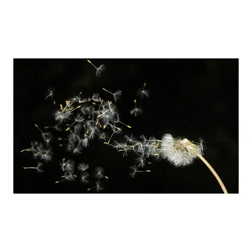 Fototapet Arkiio Maskros frön transporteras med vinden 450x270 cm