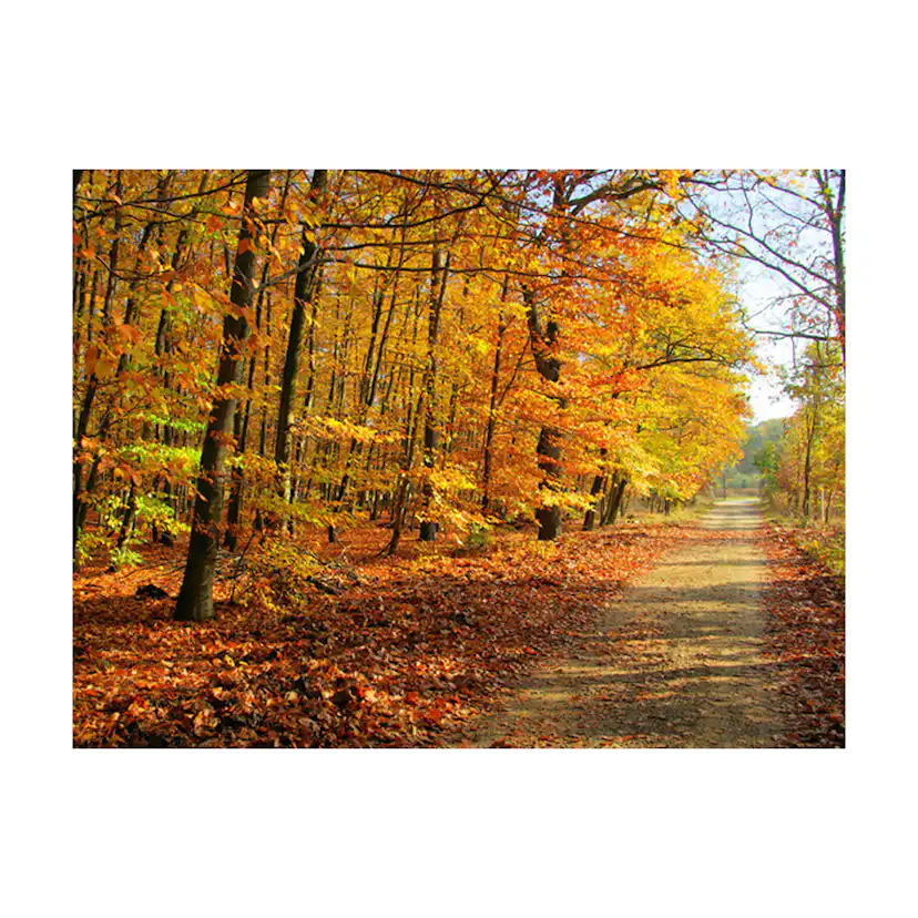 Fototapet Arkiio Beech Forest