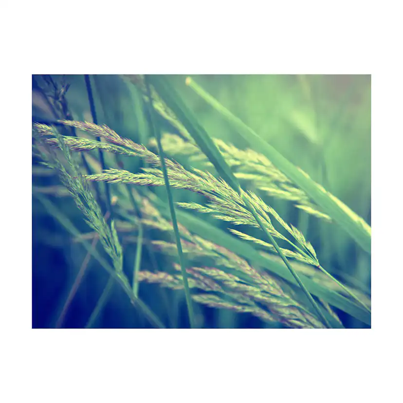 Fototapet Arkiio Cereal Field