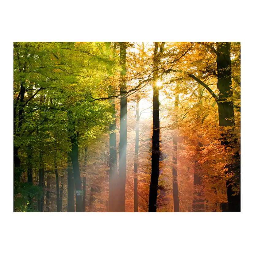 Fototapet Arkiio Vacker Höst