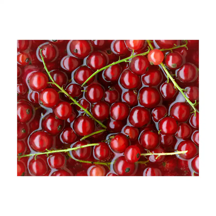 Fototapet Arkiio Röda Vinbär Badade I Vatten