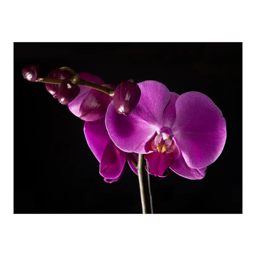 Fototapet Arkiio Elegant Orchis