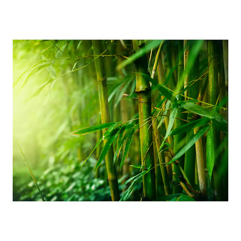 Fototapet Arkiio Jungle Bamboo