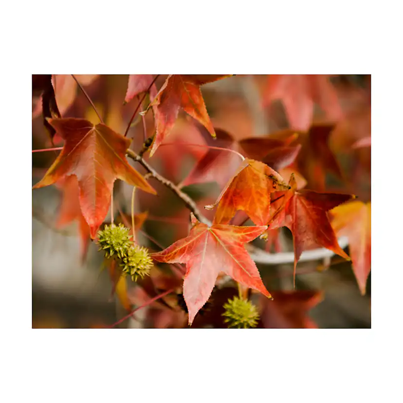 Fototapet Arkiio Chestnut