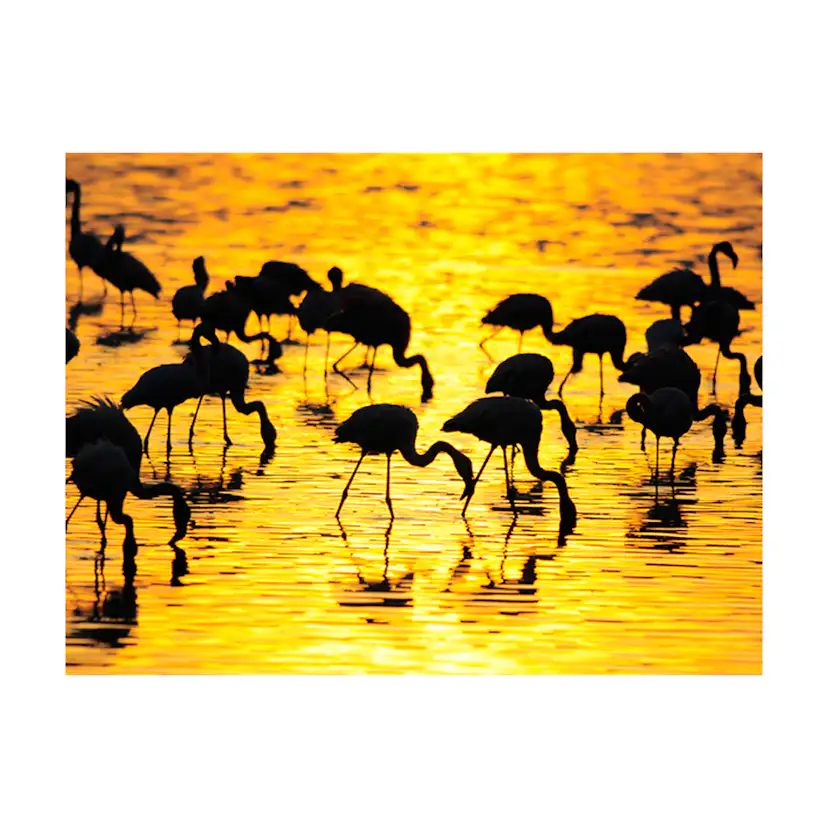 Fototapet Arkiio Kenya: Flamingos Vid Sjön Nakuru