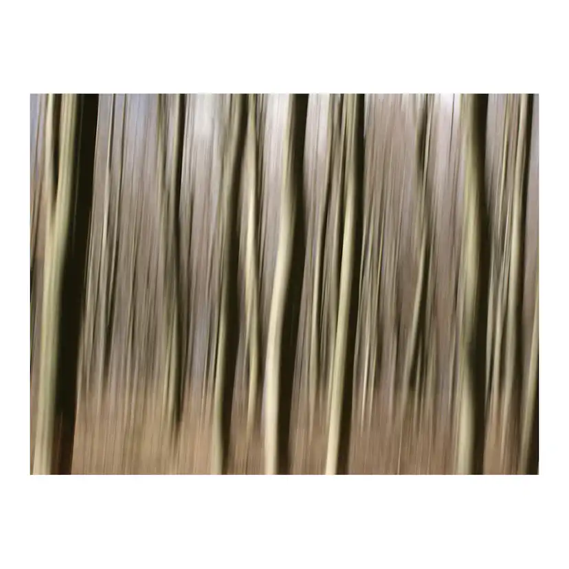 Fototapet Arkiio Forest