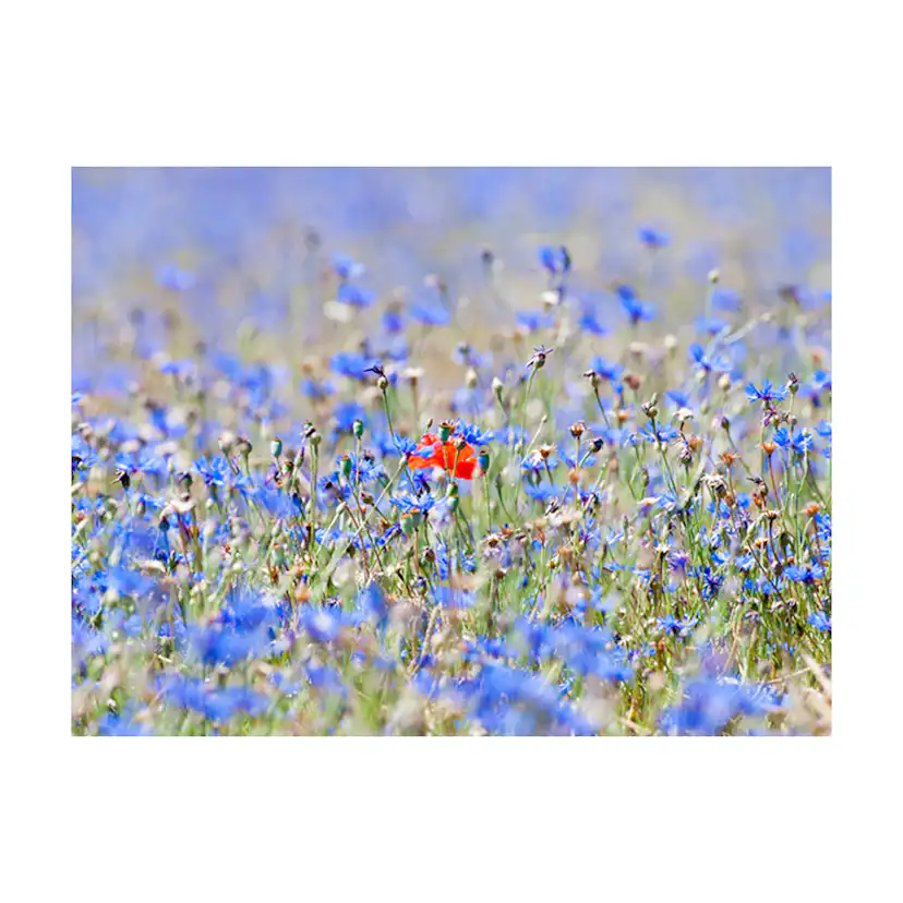 Fototapet Arkiio En Sky Färgad Äng Cornflowers