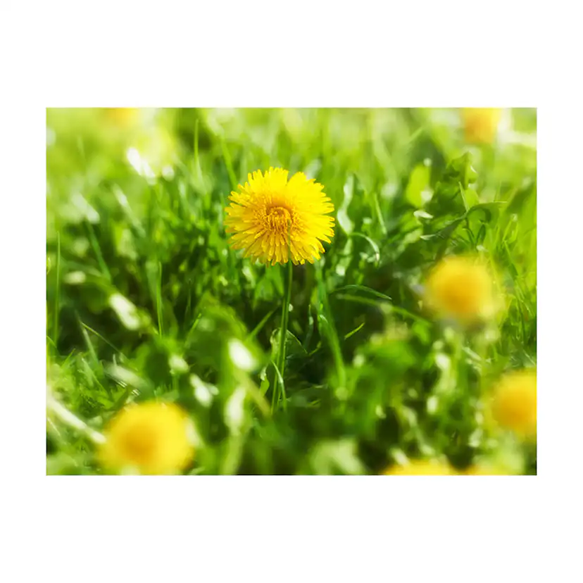 Fototapet Arkiio Dandelion Blommor