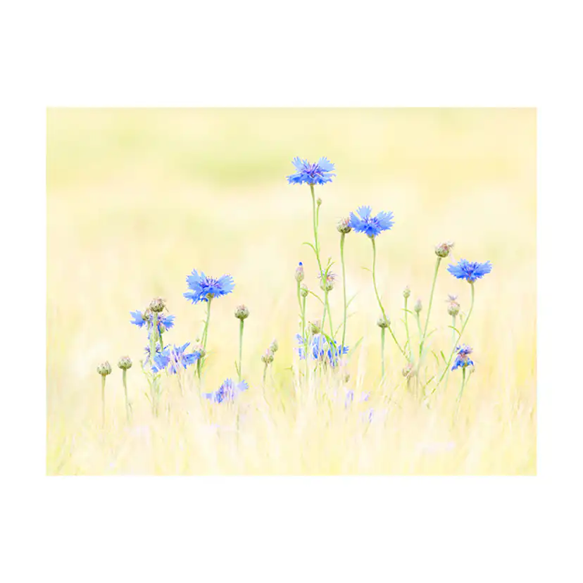 Fototapet Arkiio Cornflowers