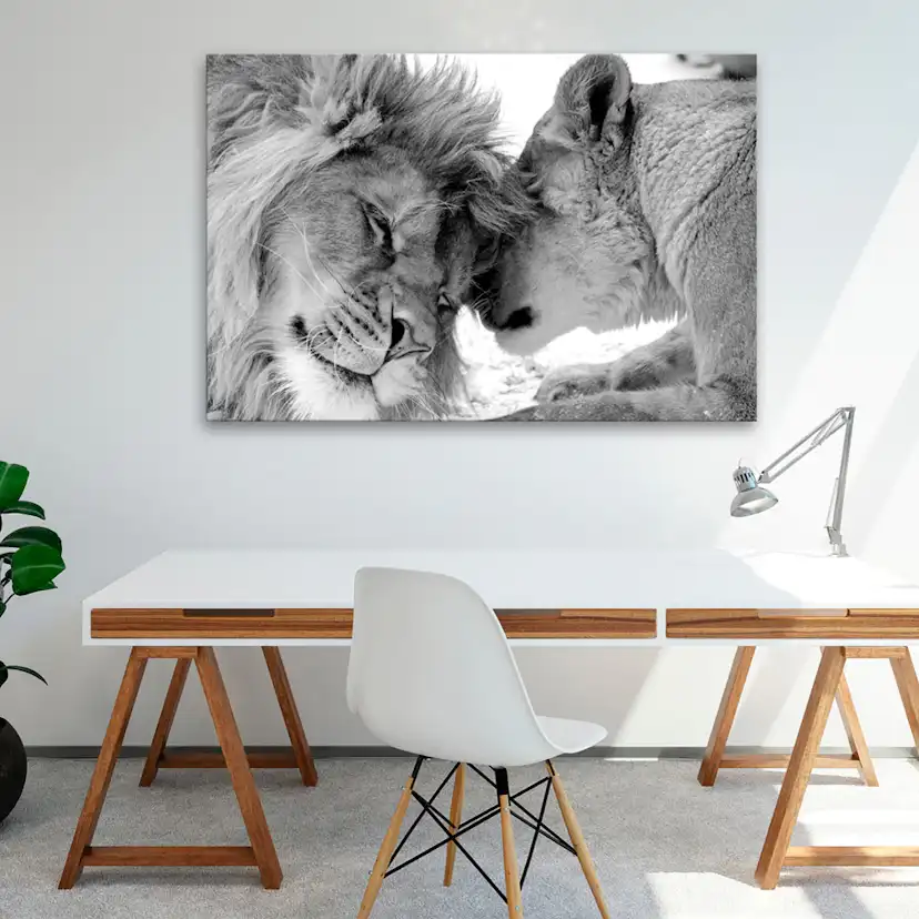 Tavla Arkiio Lion's Love