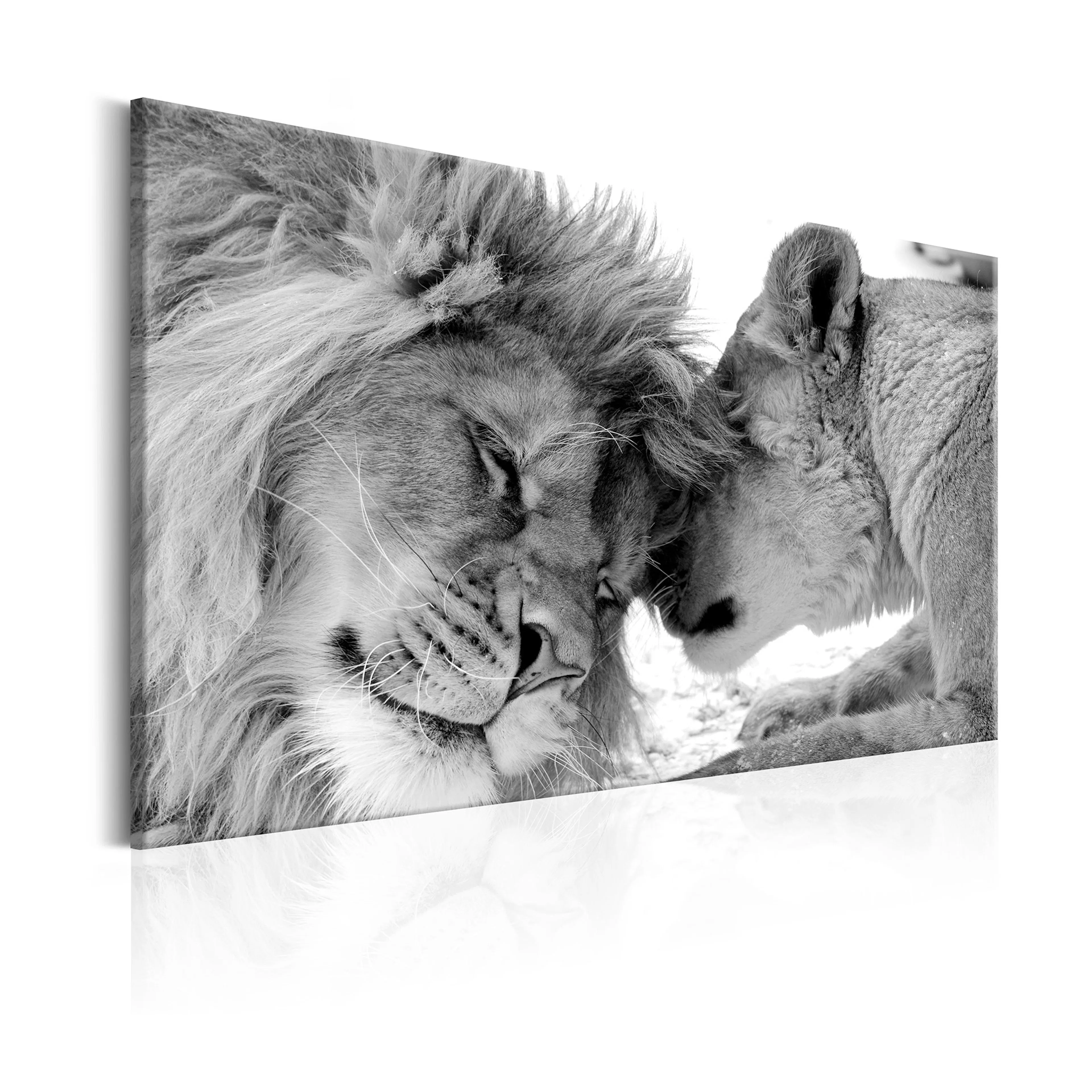 Tavla Arkiio Lion's Love