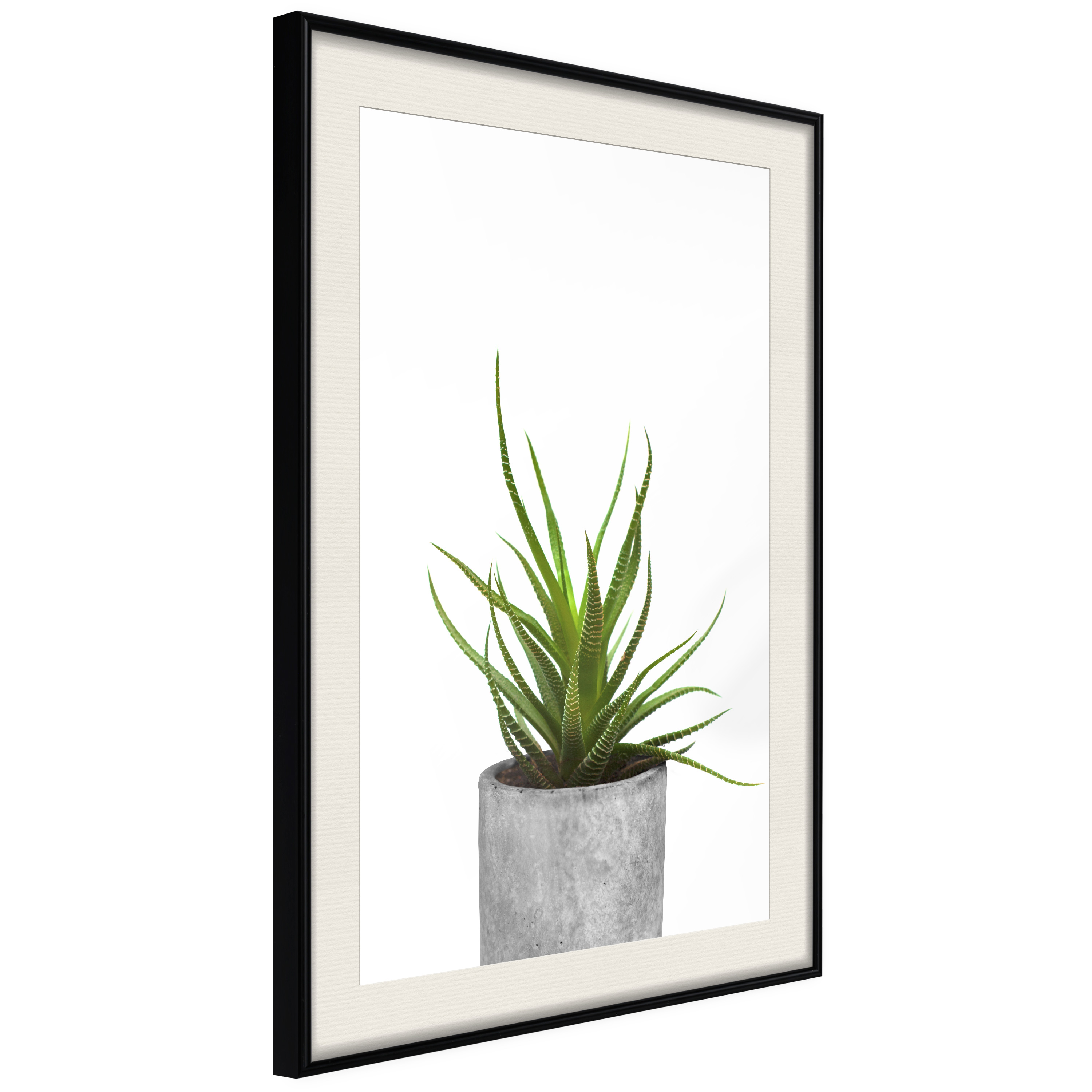 Poster Artgeist Affisch Haworthia