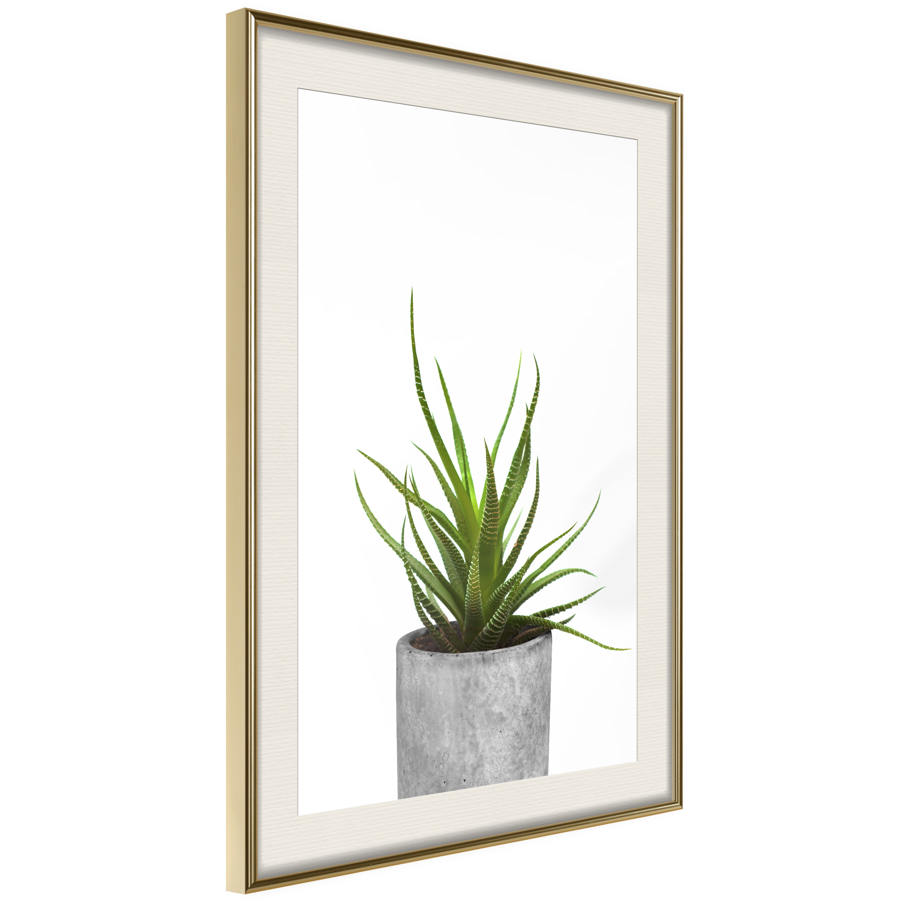 Poster Artgeist Affisch Haworthia