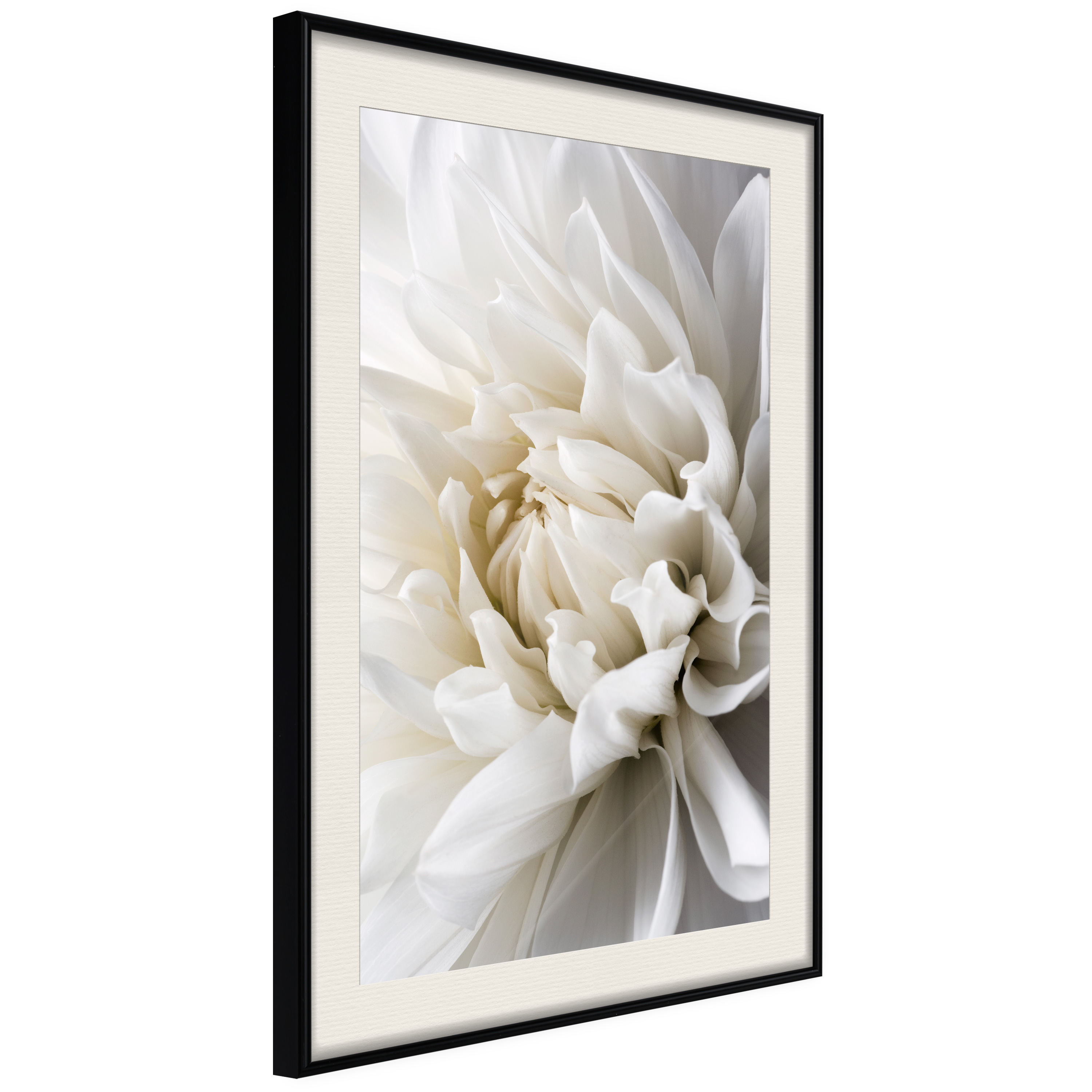 Poster Artgeist Affisch White Dahlia