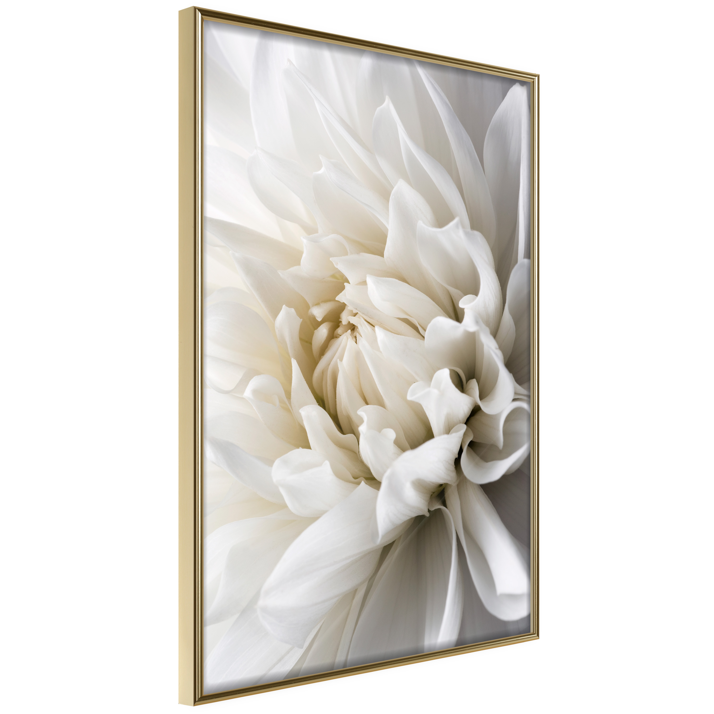 Poster Artgeist Affisch White Dahlia