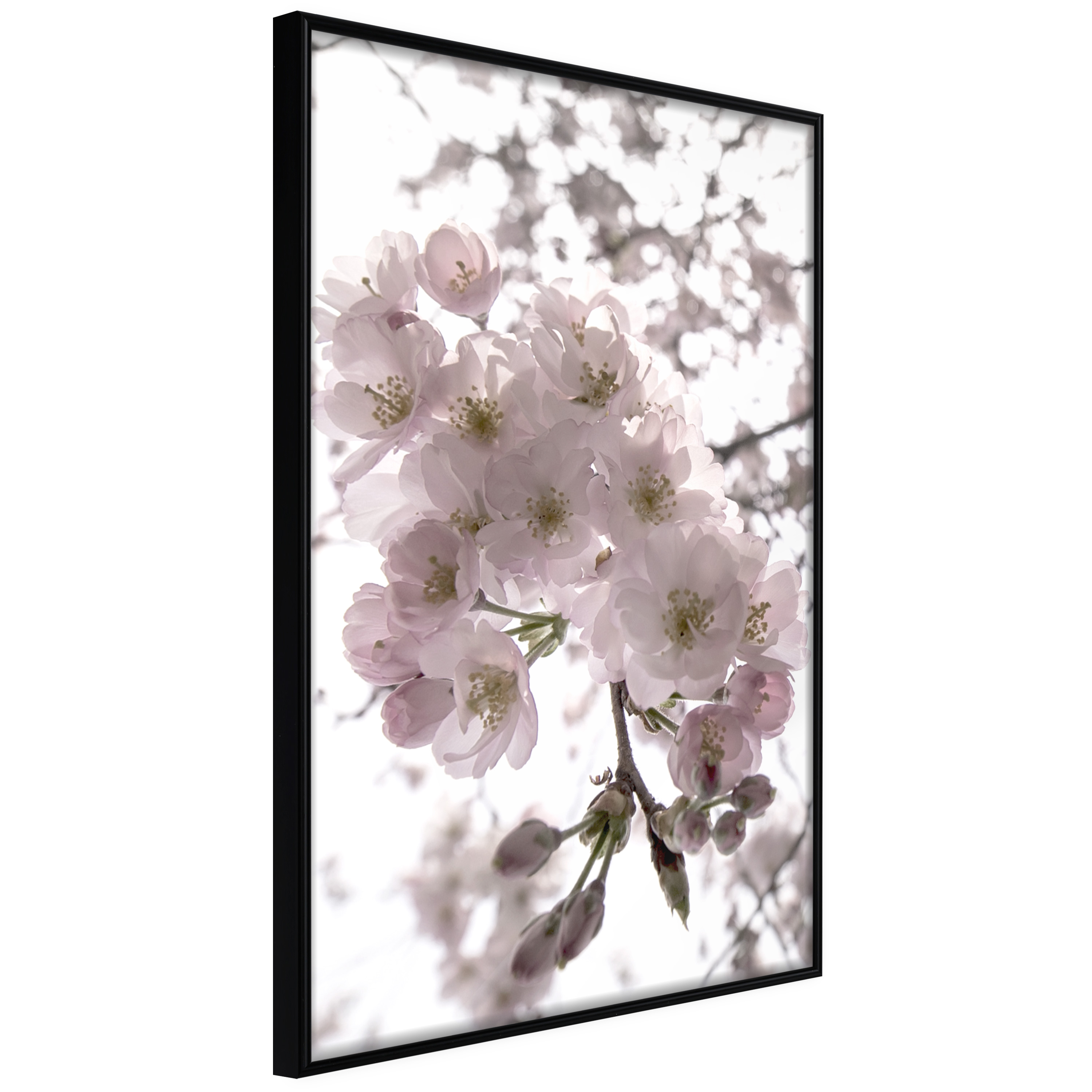 Poster Artgeist Affisch Cherry Blossoms