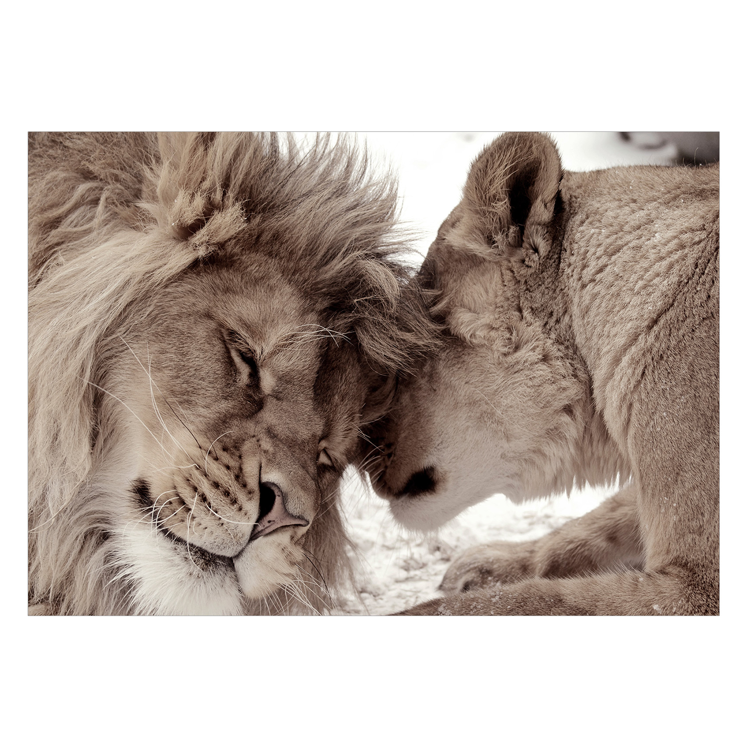 Fototapet Arkiio Lion Tenderness Sepia